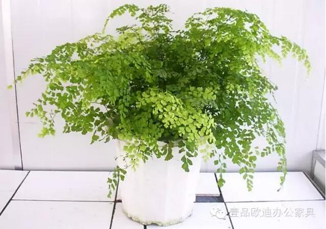 輕松解決辦公室內各種污染！